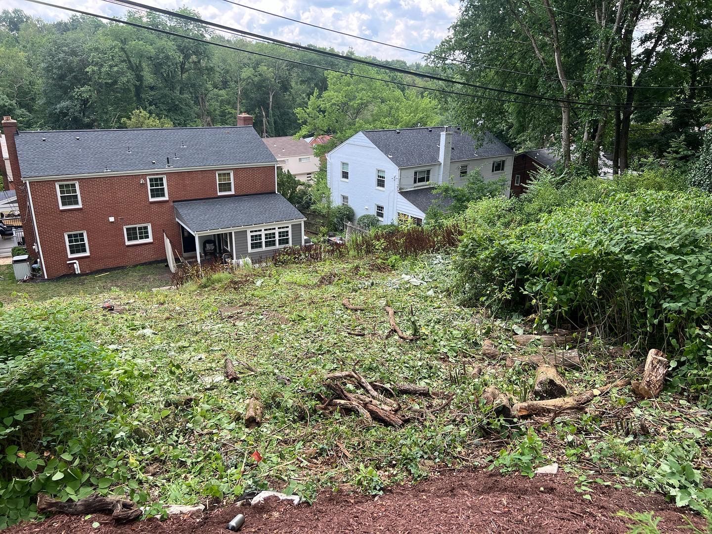 hill behind house with weeds and sticks