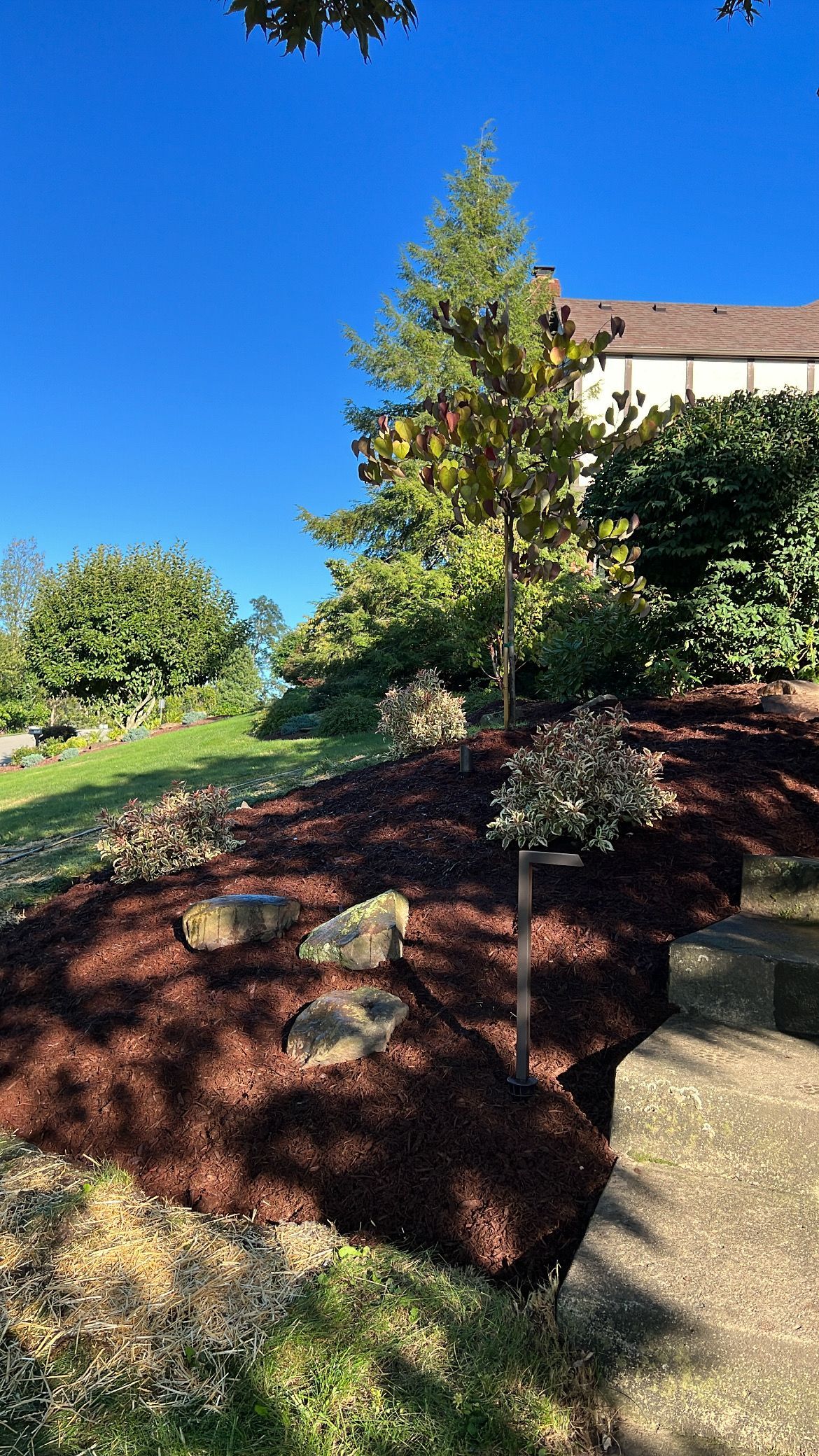 Sunlit landscaped hillside with a tall evergreen, shrubs, and a stone stairway beside a house.