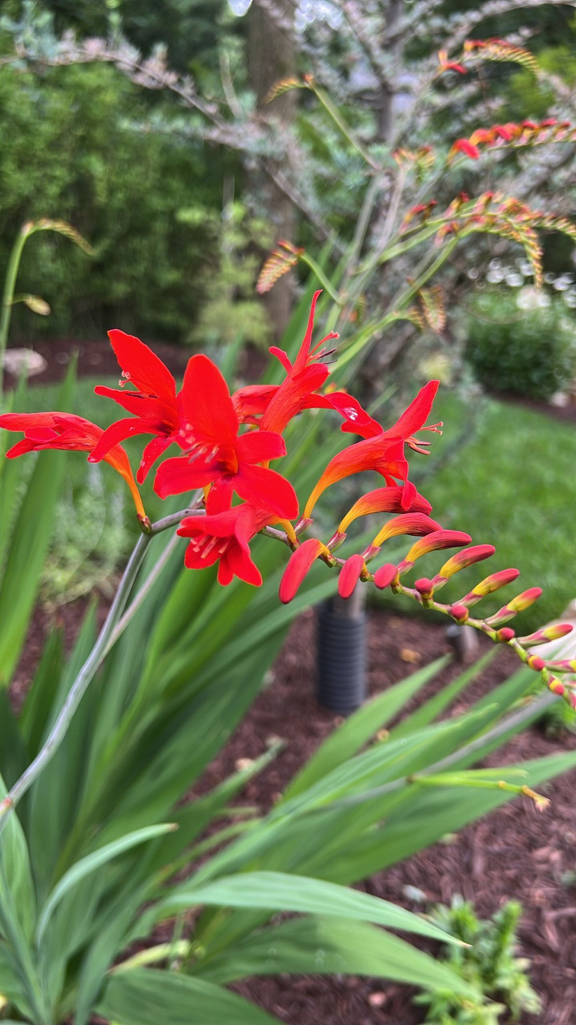 Bright red crocosmia flowers blooming in a garden bed with green foliage and blurred background greenery