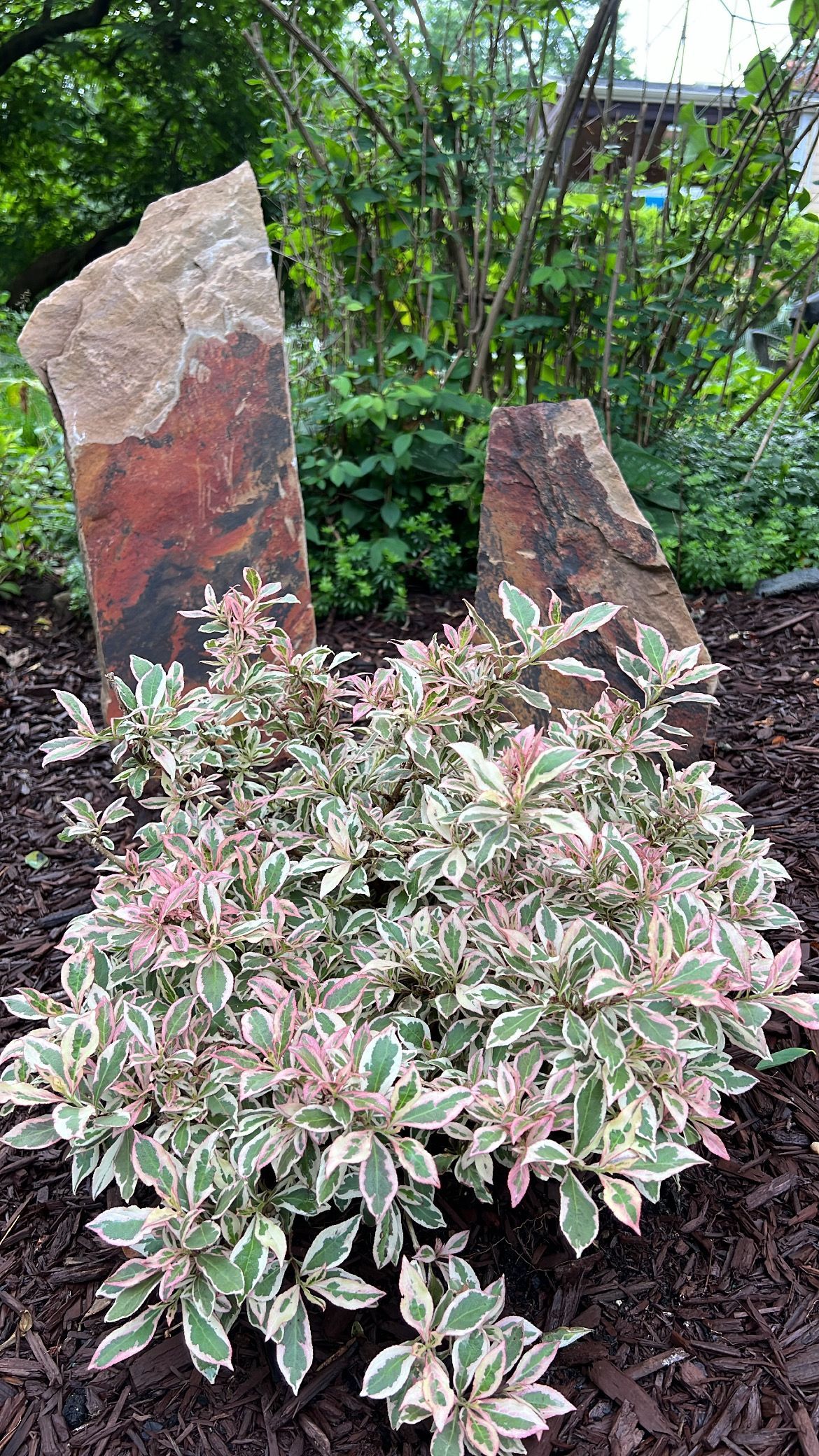 Variegated shrub in a garden with two tall stone markers and dense green foliage behind it