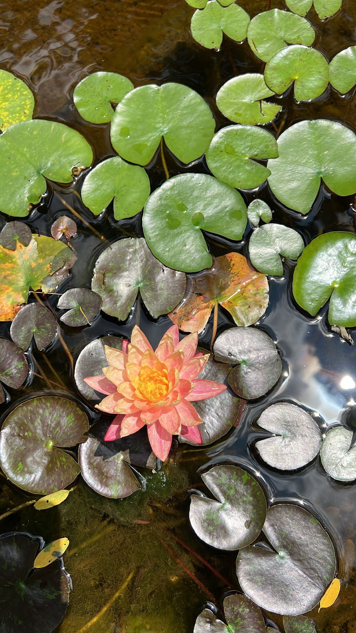 Water lily pond with green floating leaves and a central red-orange lily pad