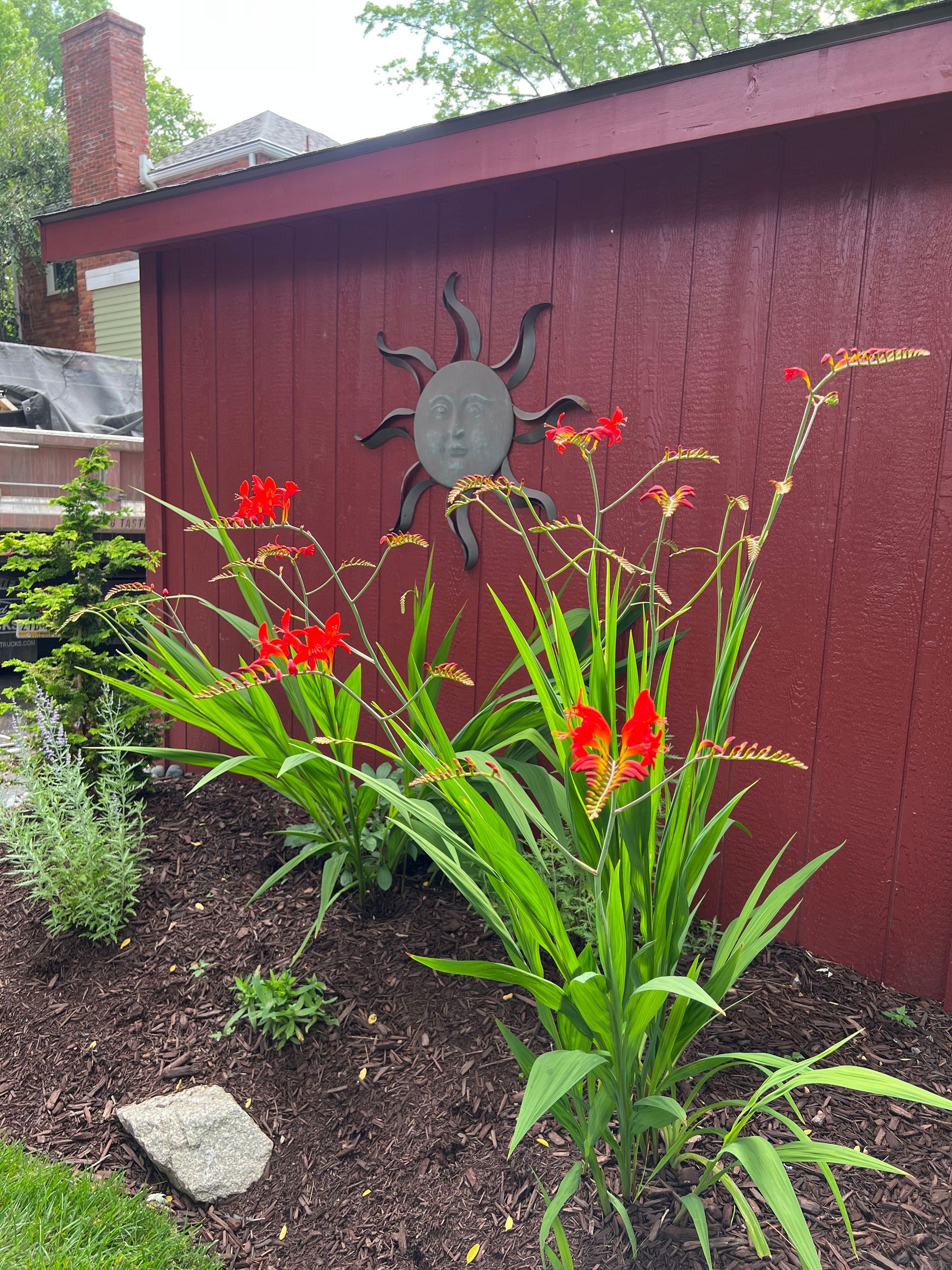 Red flowering plants in a mulched garden bed beside a red shed with a sun wall ornament