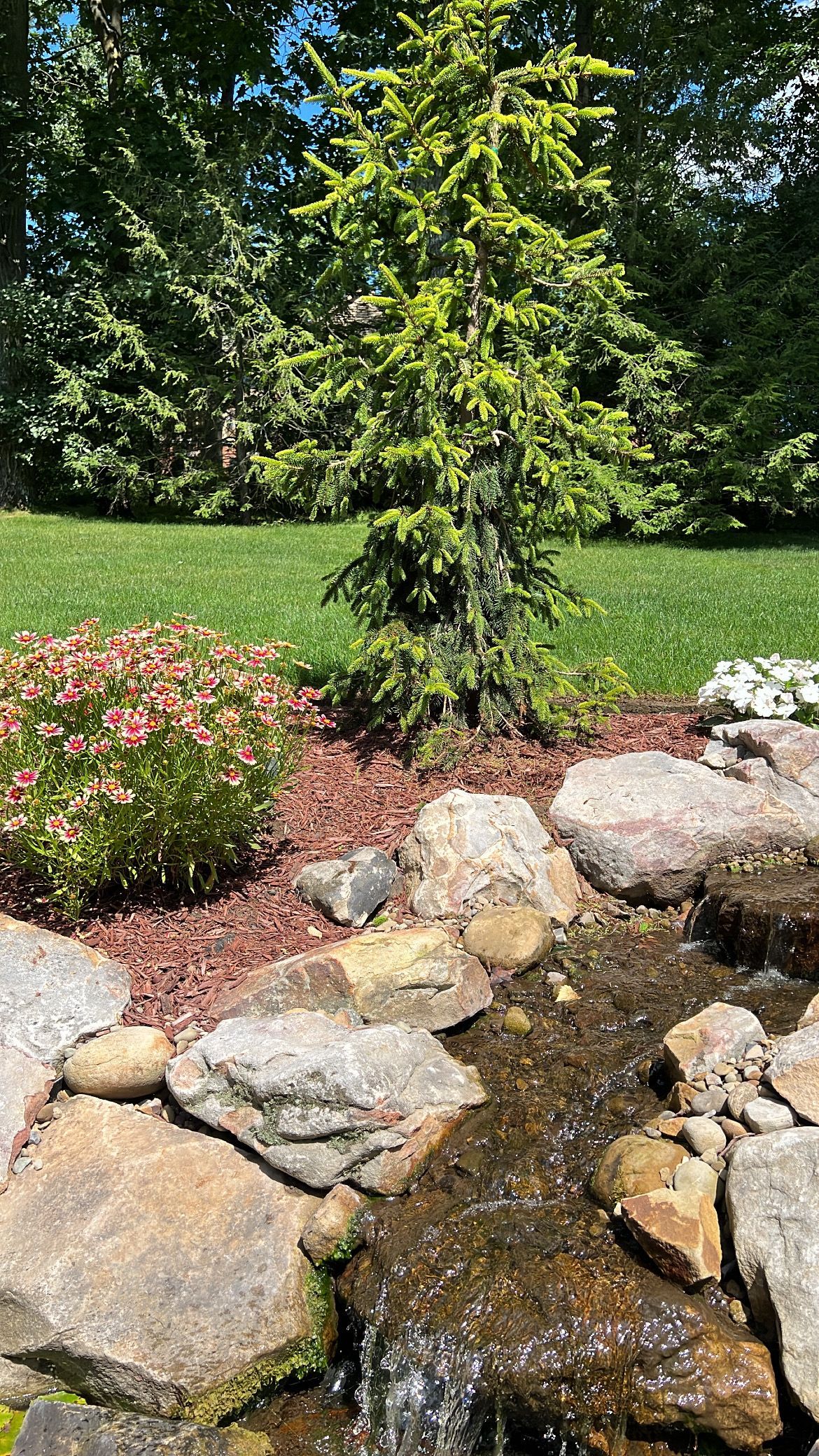 Garden pond with rocks, pink flowers, and a small tree beside a grassy lawn