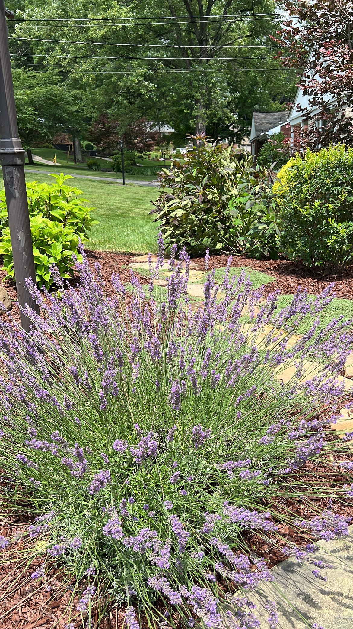 Purple flowering shrub in a sunlit garden with green bushes and trees in the background