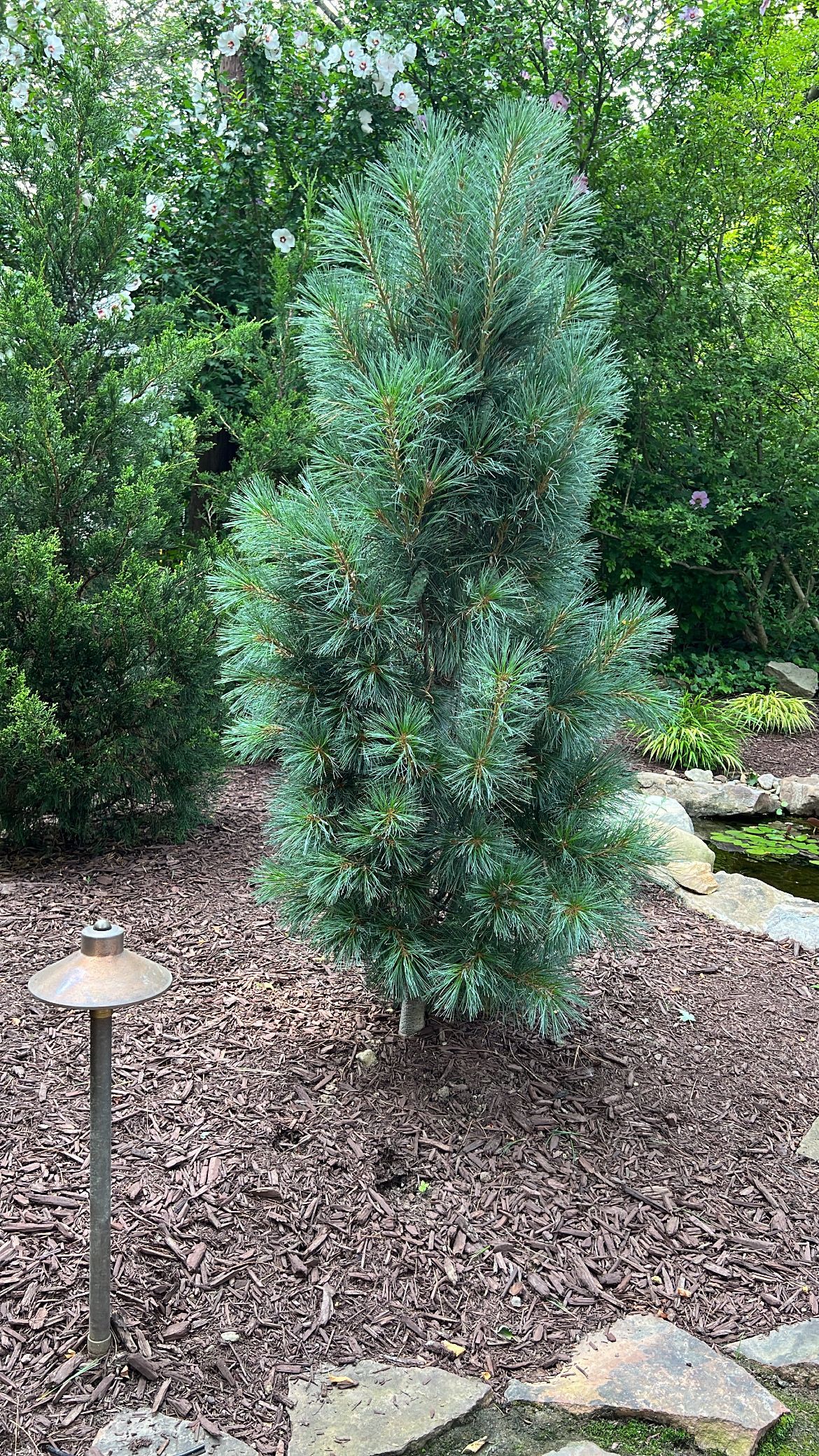 Small conical evergreen tree in a landscaped garden bed with mulch and surrounding greenery
