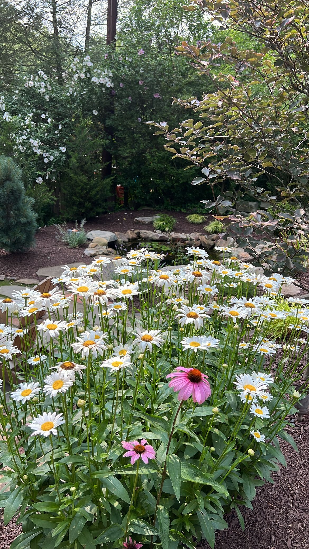 White and pink daisies bloom in a garden bed beneath tall green trees.