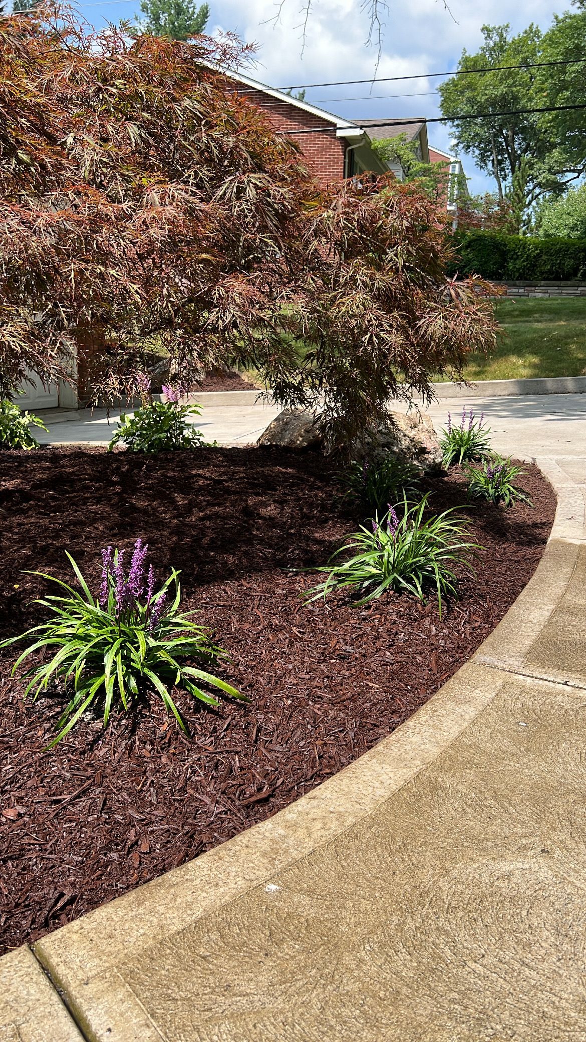 Curved garden bed with burgundy tree, purple flowers, and mulch beside a concrete walkway