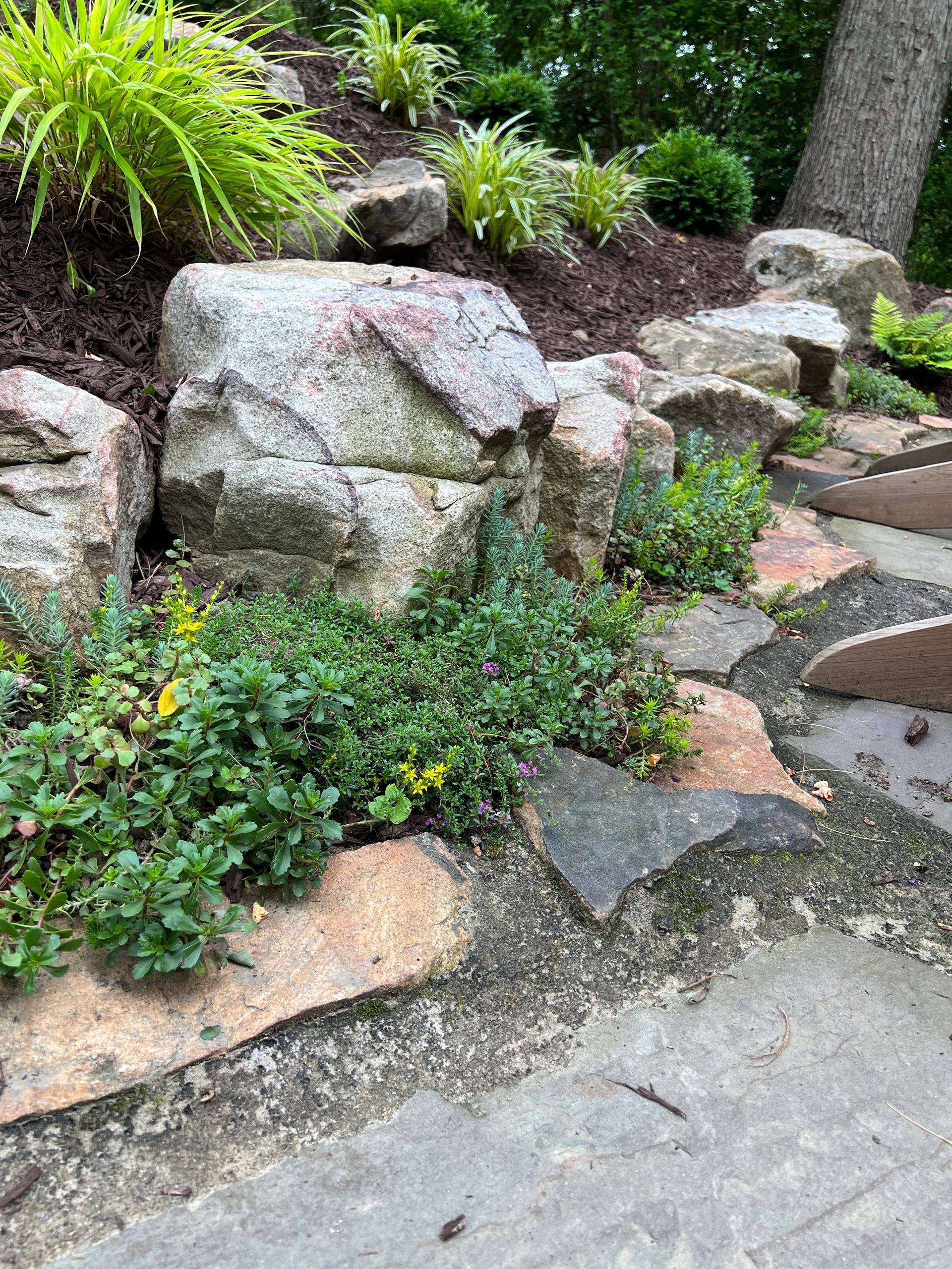 Rock garden with large stones, green plants, and a paved walkway along the right side.