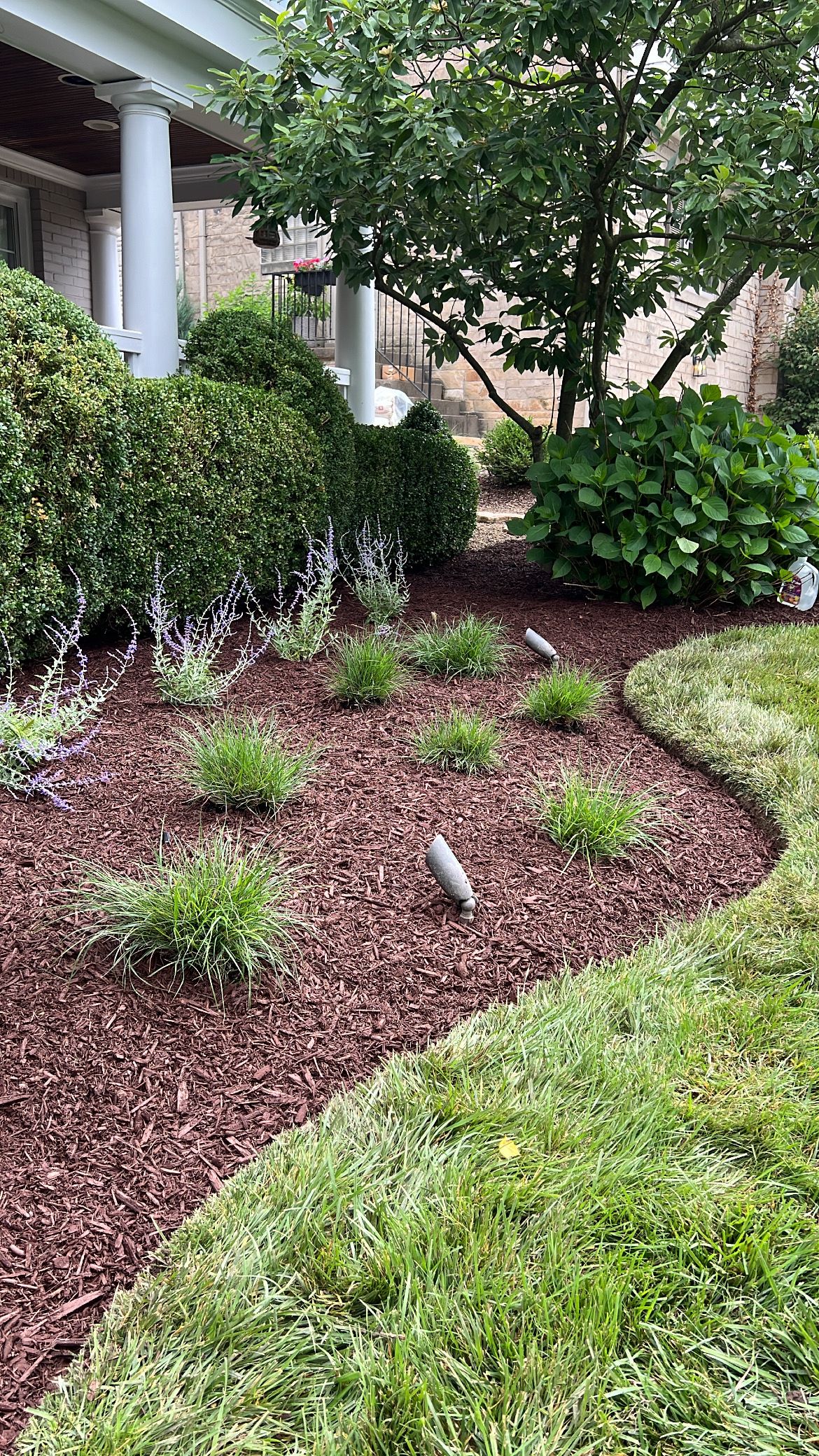 Curved mulch garden bed with young plants and shrubs beside a house and lawn