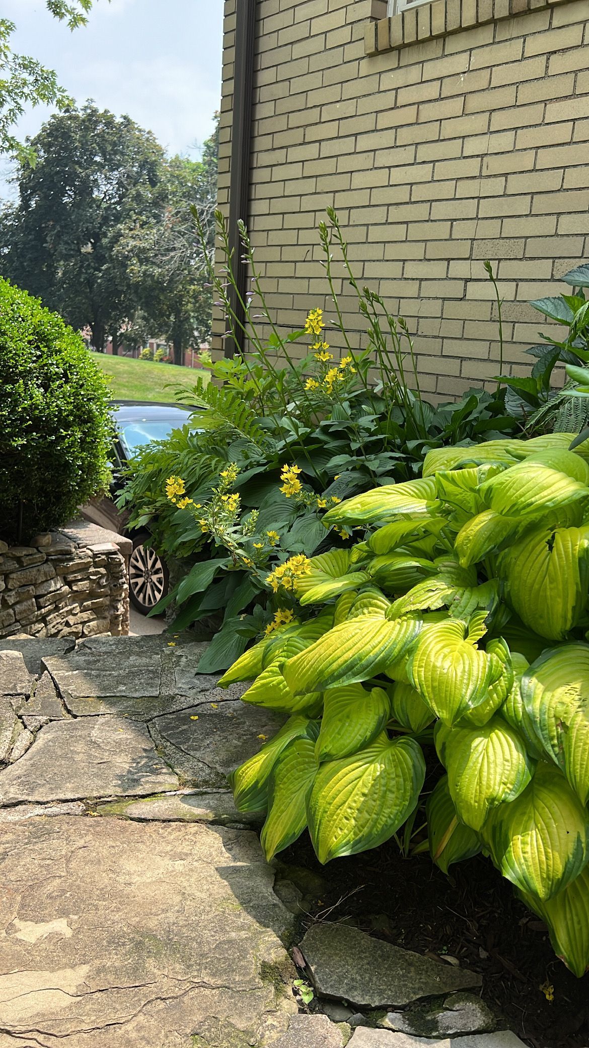 Sunny garden path beside a brick wall, with lush green plants and a glimpse of a blue pool