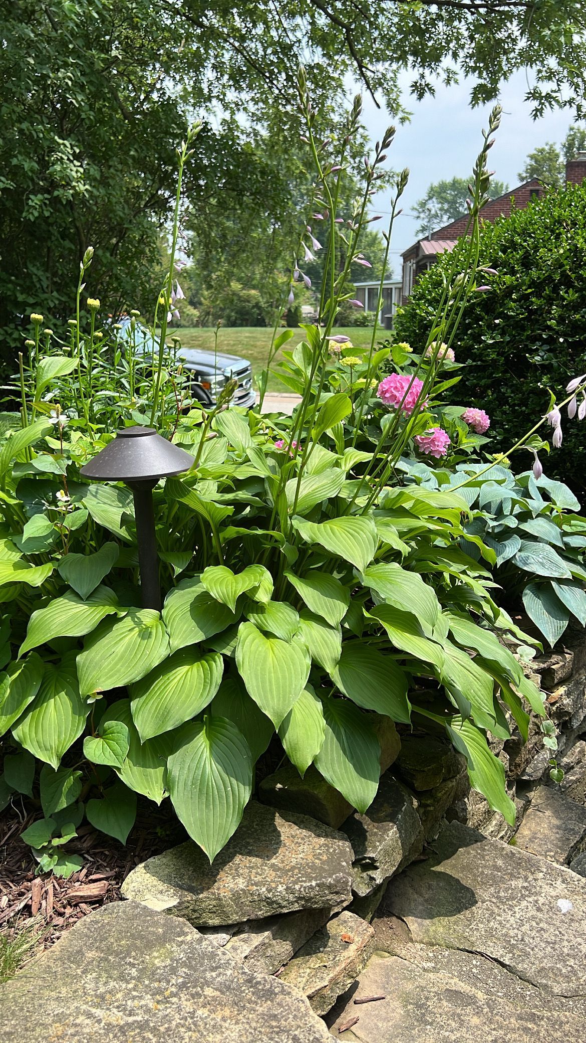 Lush garden bed with large green leaves, pink flowers, and a small black lantern by a stone path