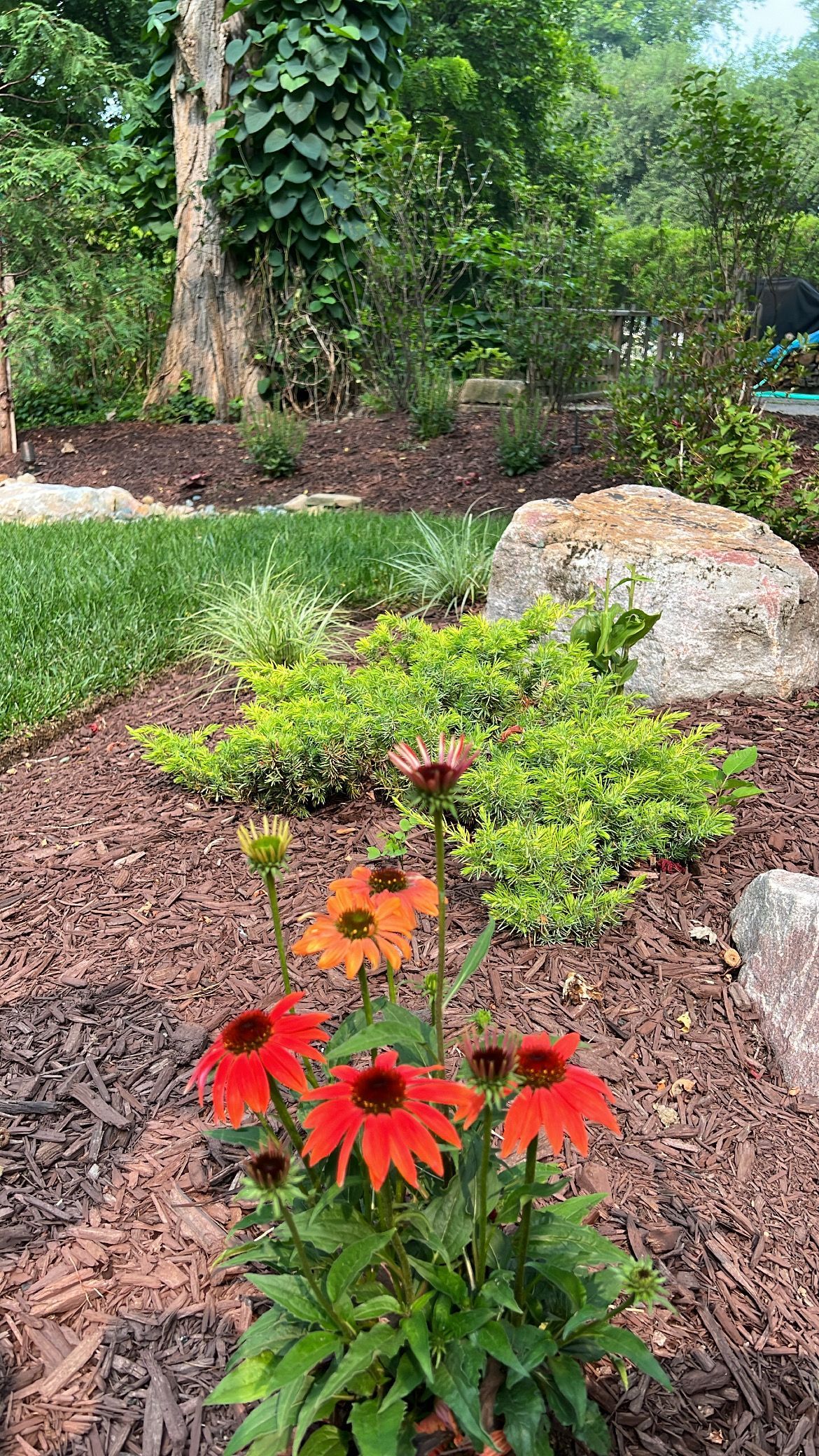 Orange flowers in a mulched garden bed with green shrubs and rocks, bordered by lawn and trees.