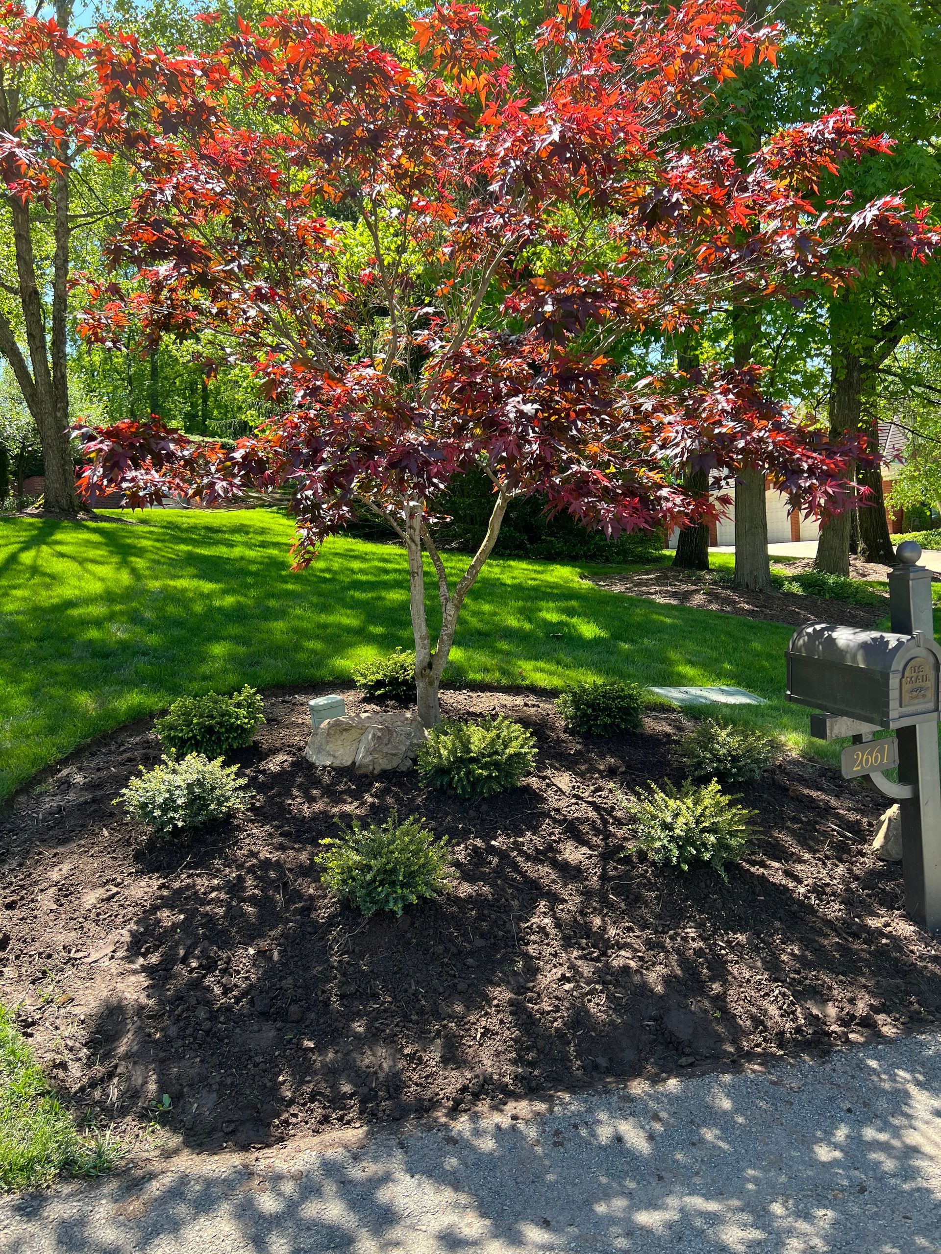 Small ornamental tree with red leaves in a landscaped yard, surrounded by mulch and bright green grass