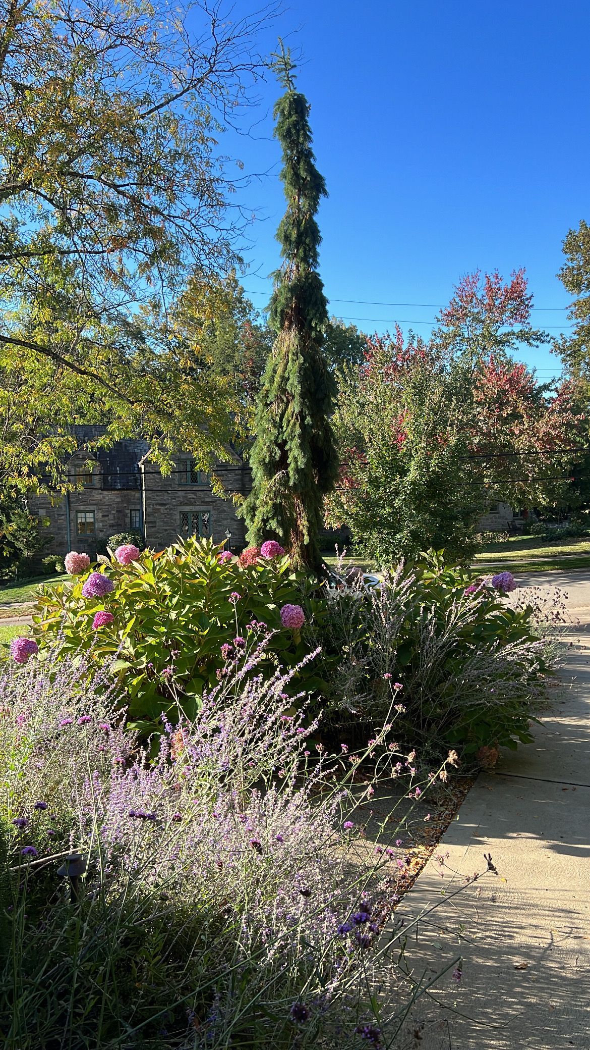 Sunlit garden path beside tall evergreen and blooming pink-purple shrubs under a bright blue sky