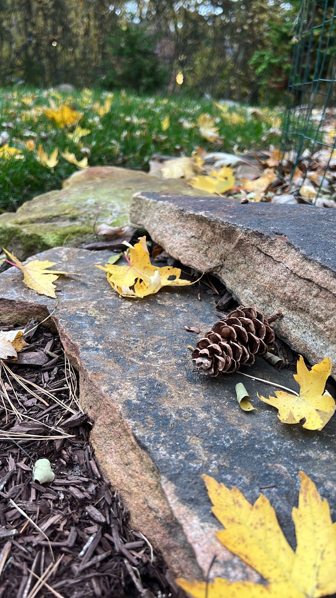 Stone steps with yellow leaves and a pine cone in a garden setting
