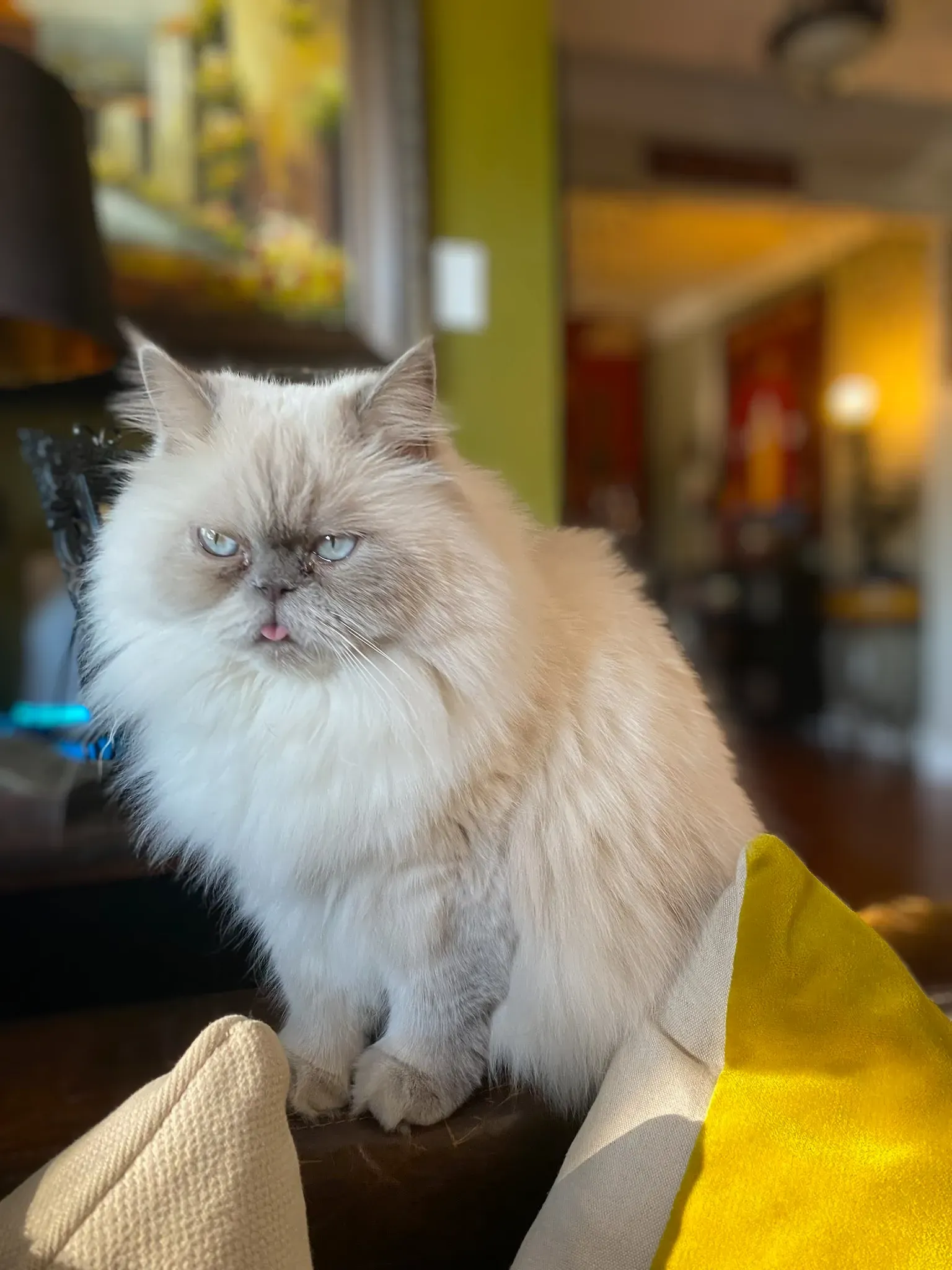 a white cat is sitting on a couch in a living room .