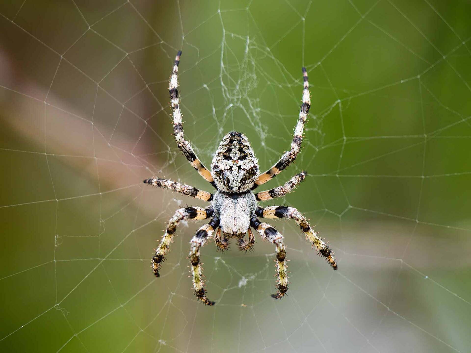 Pest Control Shelbyville, TN Professional Pest Management