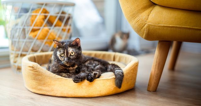 a cat lying in a cat bed