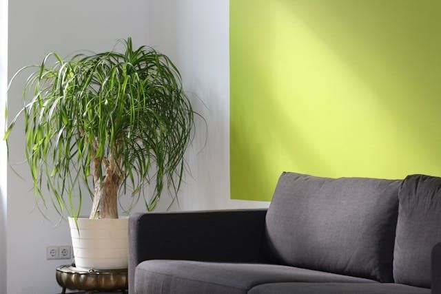 a couch again a green and white wall with a plant in the corner