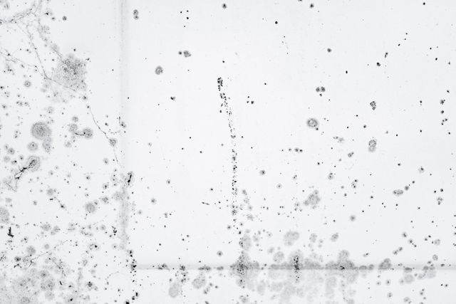 mold on a wall