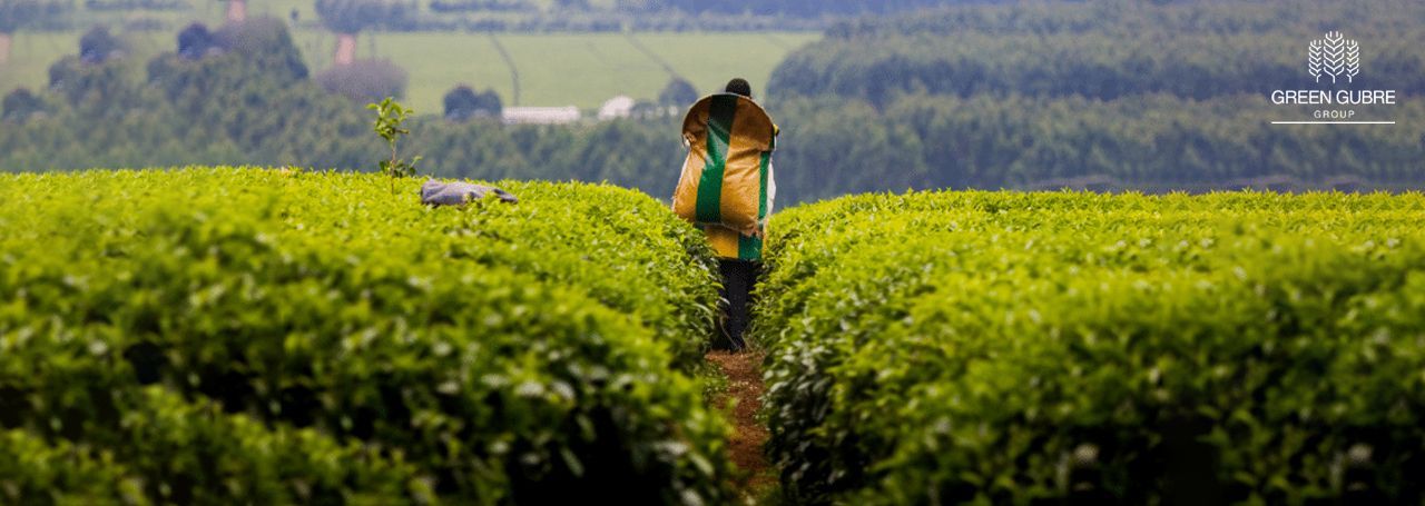 Unlocking Africa’s Agricultural Growth:
The Strategic Role of Fertilizers in 2025