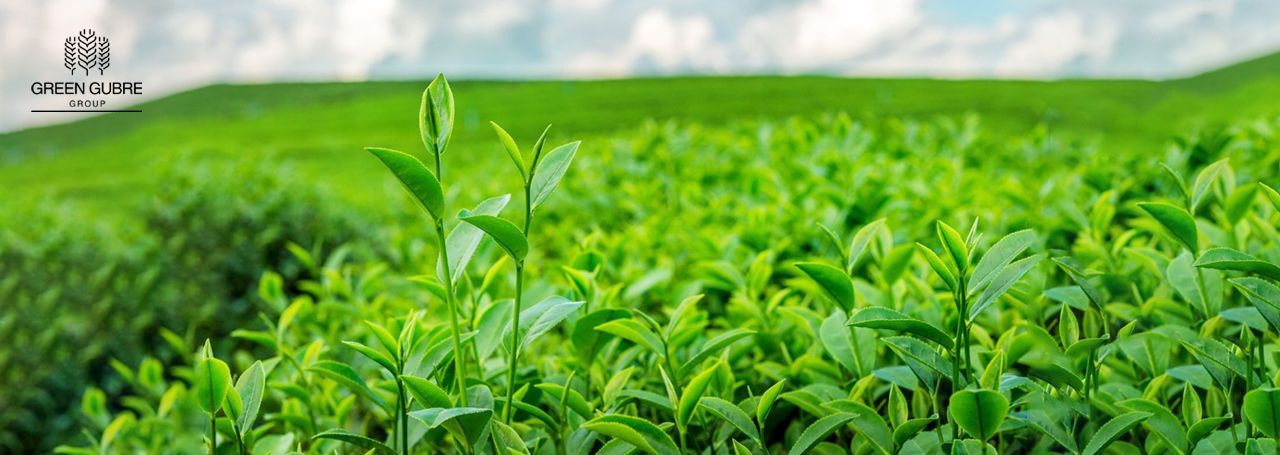 East Asia’s Fertilizer Market in 2025 – Trends, Challenges, and Trade Opportunities