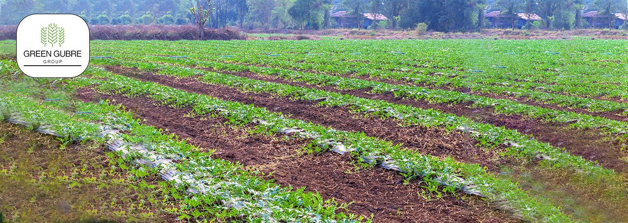 Calcium Nitrate Fertilizers – Dual Nutrition for Stronger Plants and Faster Growth