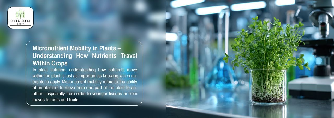 Micronutrient Mobility in Plants – Understanding How Nutrients Travel Within Crops