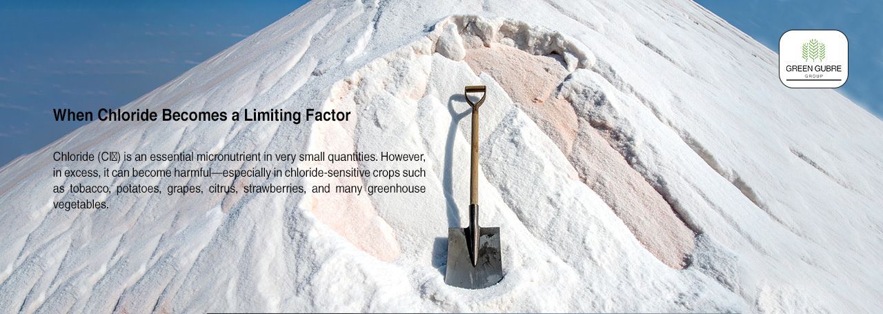 Chloride-Free Fertilizers – Protecting Sensitive Crops and Maximizing Yield Quality