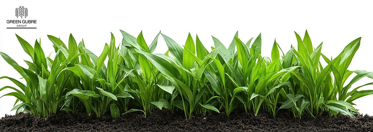 Controlled-Release Fertilizers (CRF) – Delivering Nutrients When Crops Need Them Most