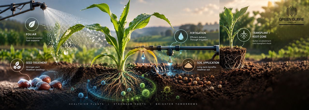 Plant biostimulant application through foliar spray, fertigation, soil treatment, and seed treatment