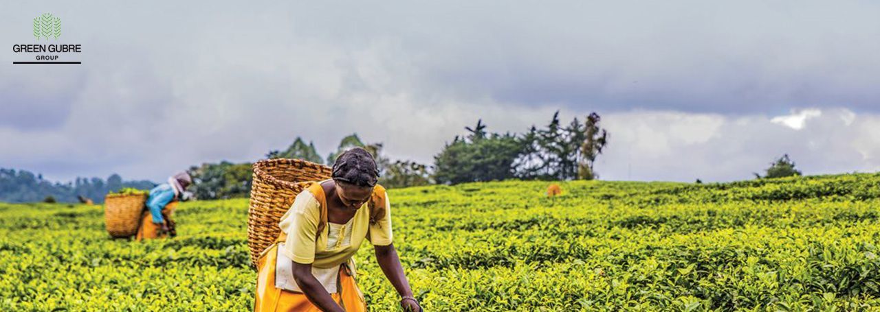Advantages of Ammonium Fertilizers in African Agriculture