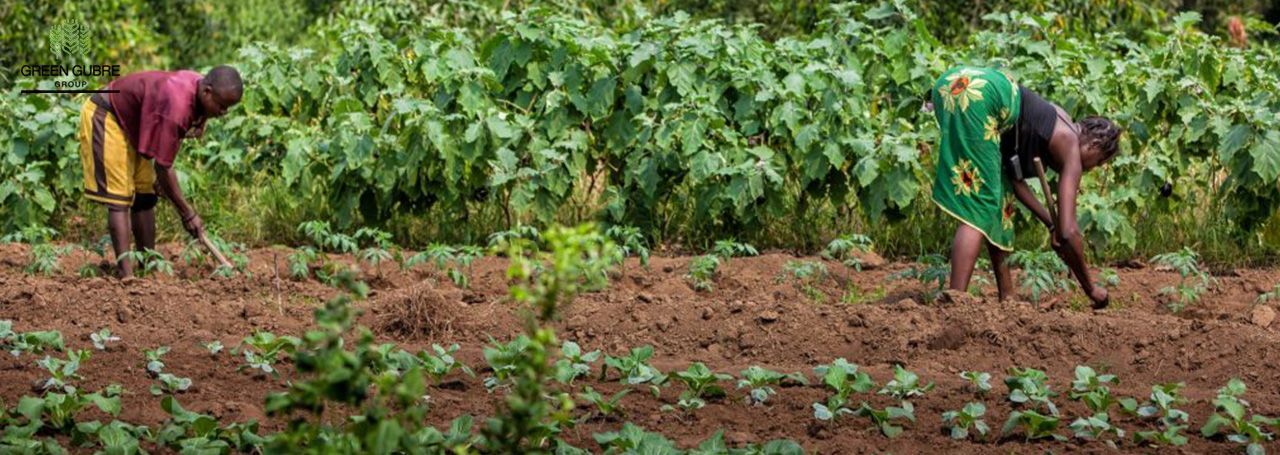 Addressing Africa’s Agricultural Needs with Urea, LPG, and Ammonium – Pathways to Food Security and Growth