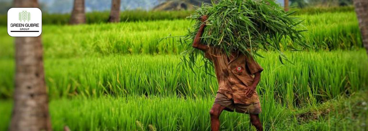 The Role of Biofertilizers in Sustainable Agriculture in Africa and India