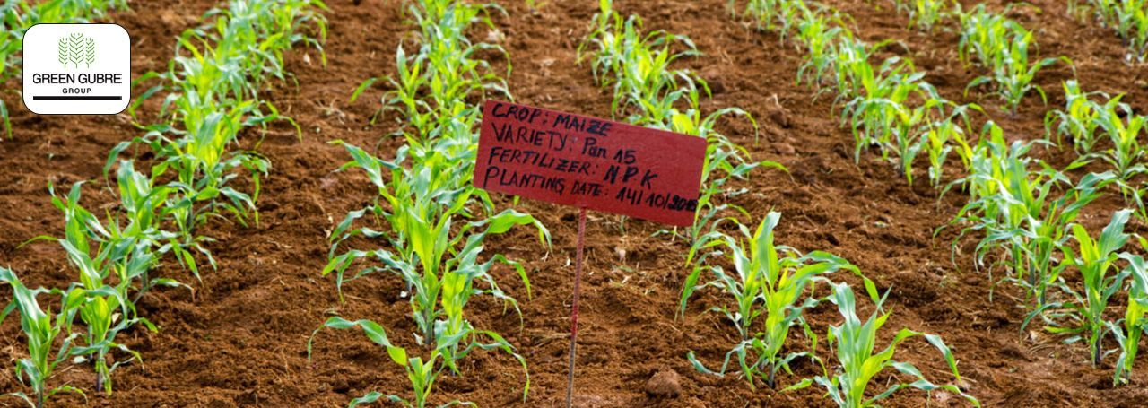 Crop-Specific Fertilizers: Tailoring Nutrition for Enhanced Yields in Africa and India