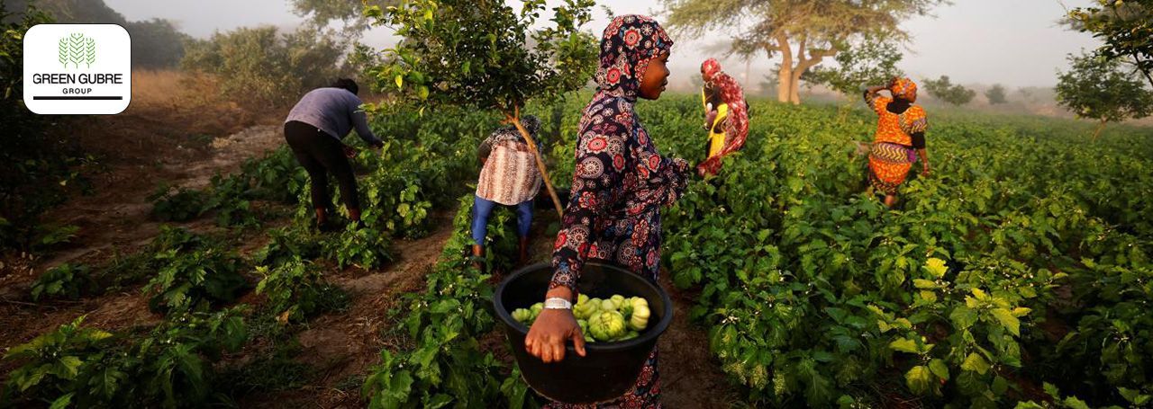 Precision Agriculture: Transforming Farming in Africa and India