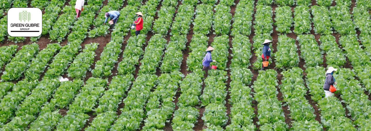 The Rise of Biofertilizers: Revolutionizing Sustainable Agriculture