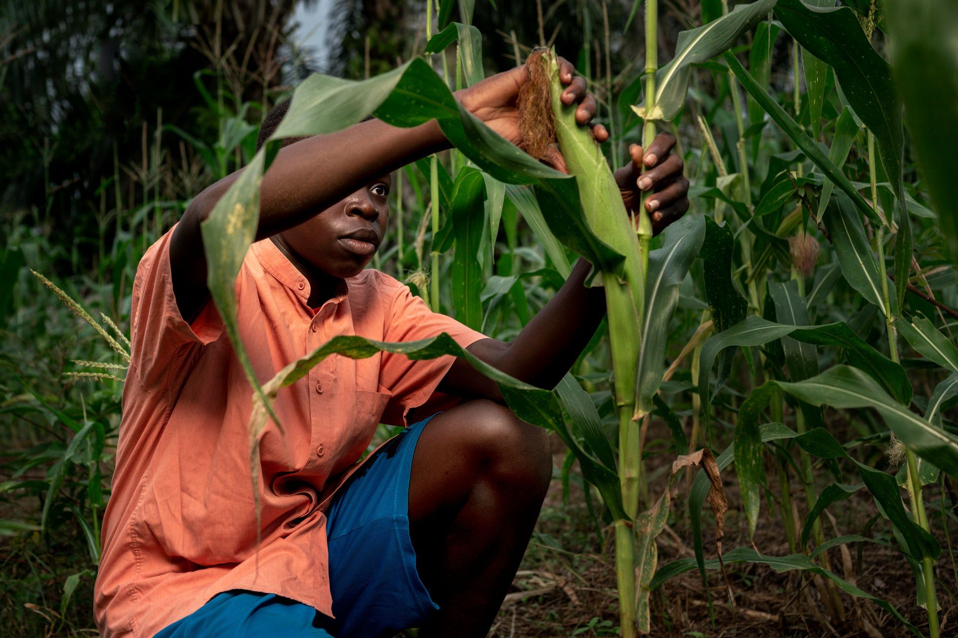 West Africa’s Growing Appetite for Fertilizers – Opportunities in Nigeria, Ghana, and Côte d’Ivoire