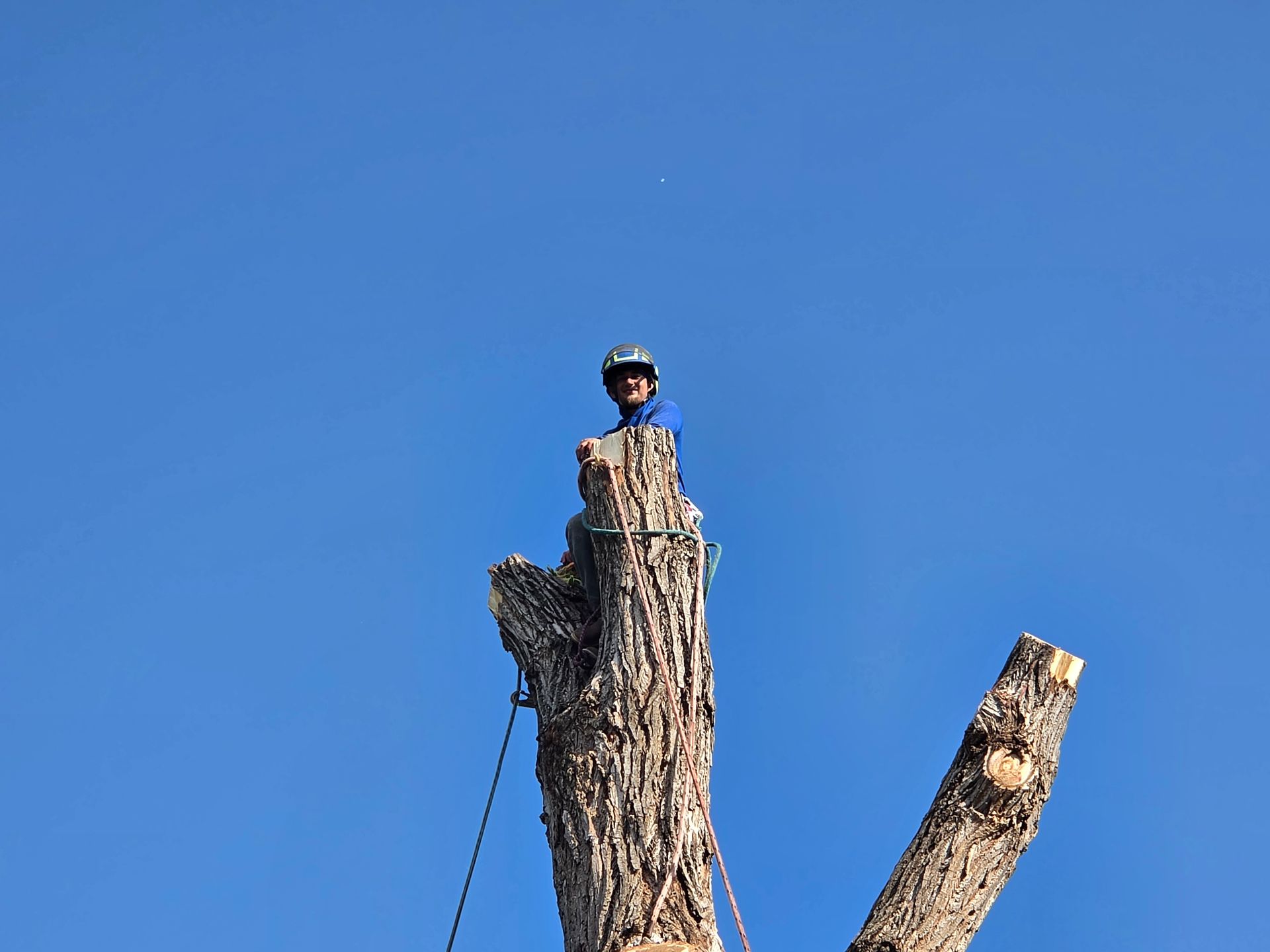 Bright Tree Service working on a tree service project