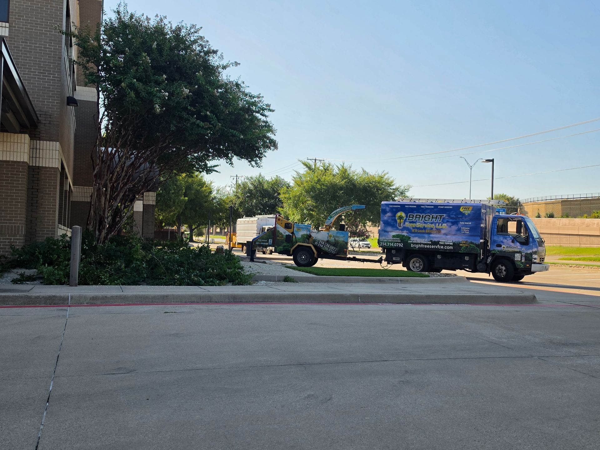 Tree service work by Bright Tree Service in Fort Worth, Texas