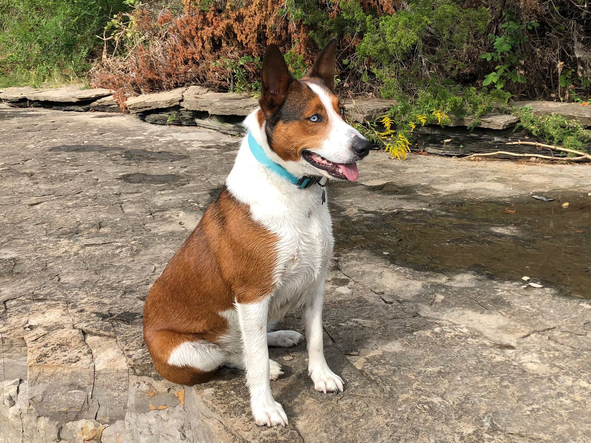 Dog with brown and white markings wearing a blue collar sits on a rocky surface near water.