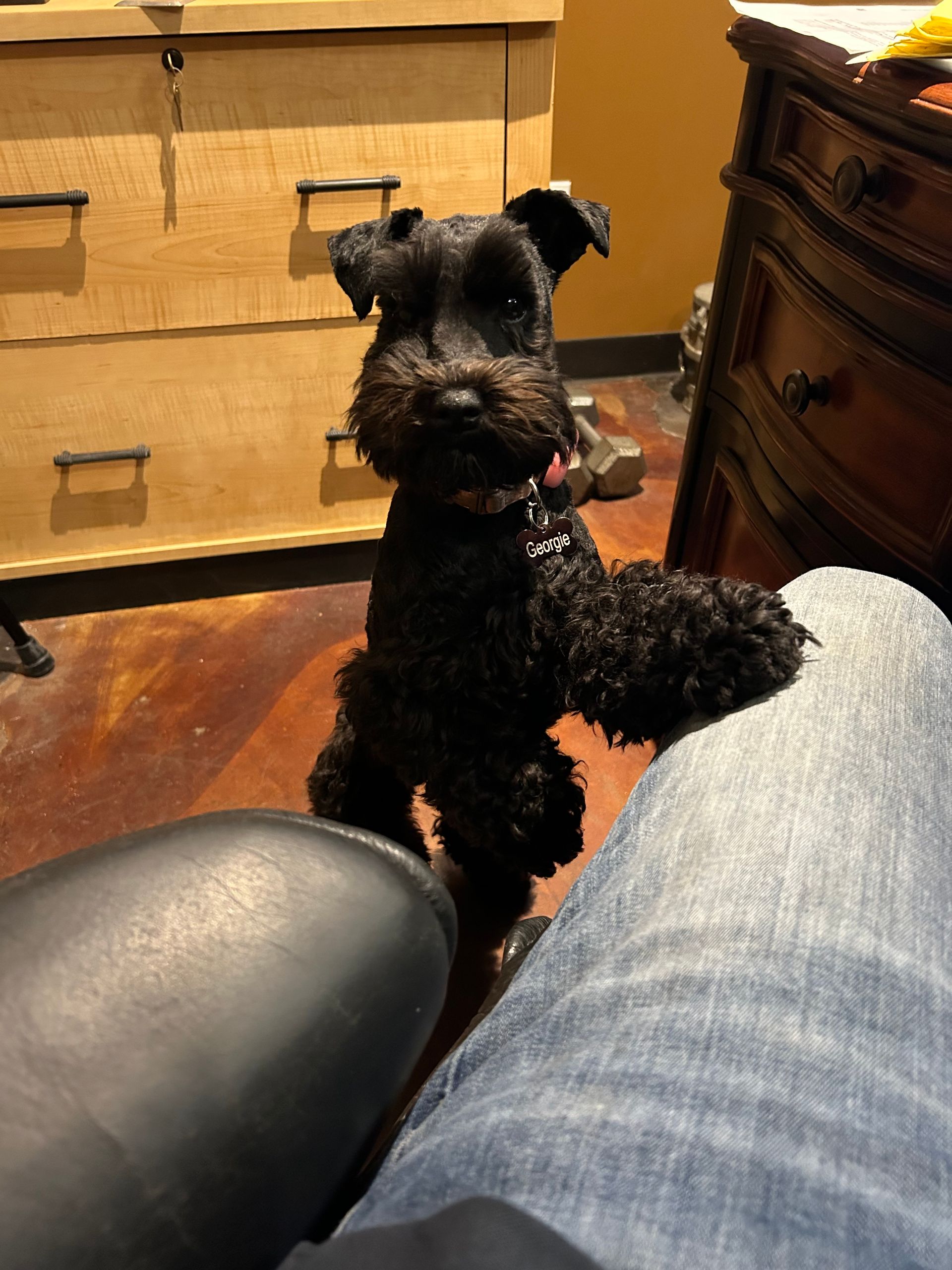 Black Schnauzer dog standing, looking at camera, on wooden floor, with owner's legs in foreground.