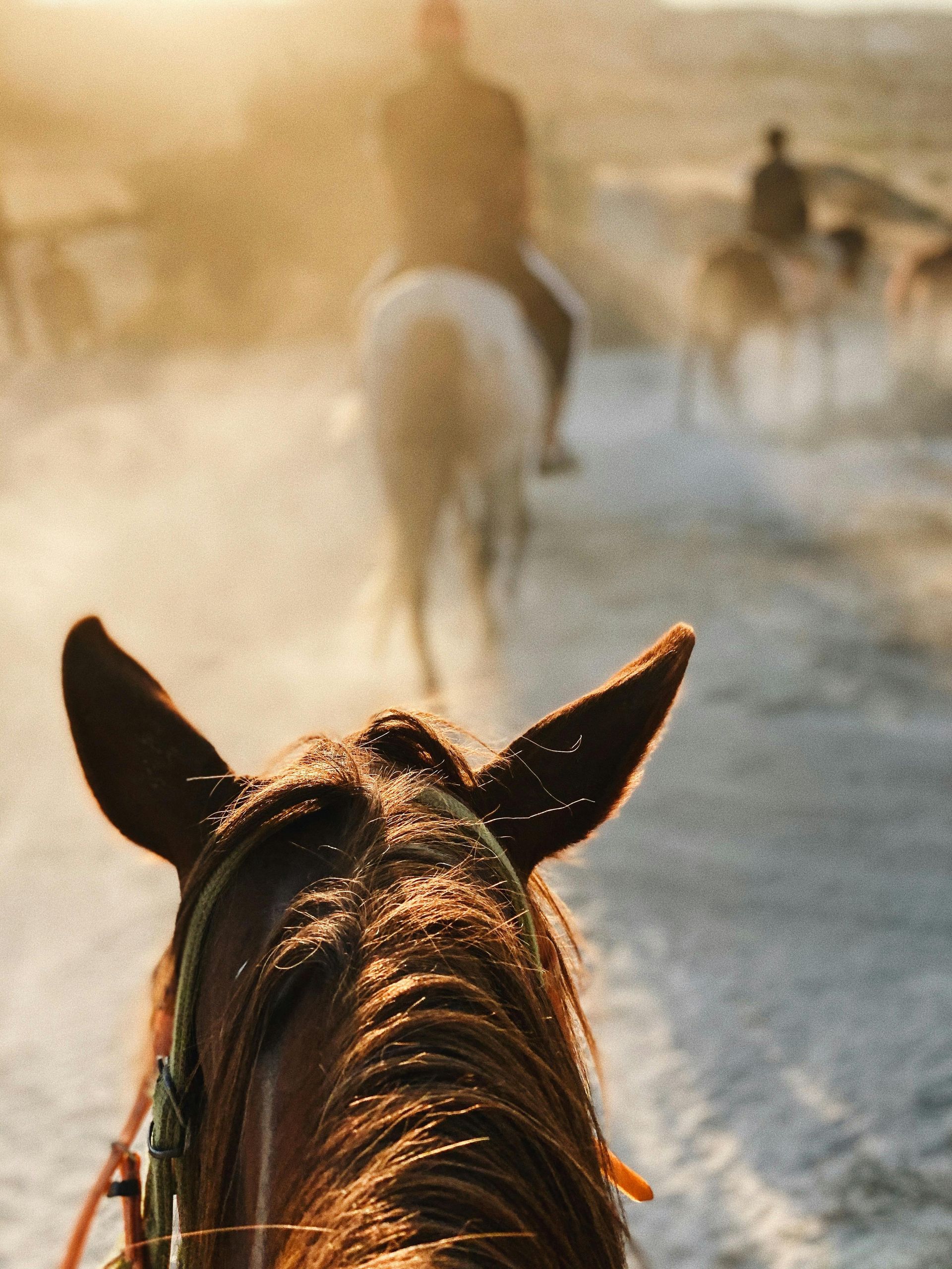 Loopt je paard scheef? Dit kan de oorzaak zijn.