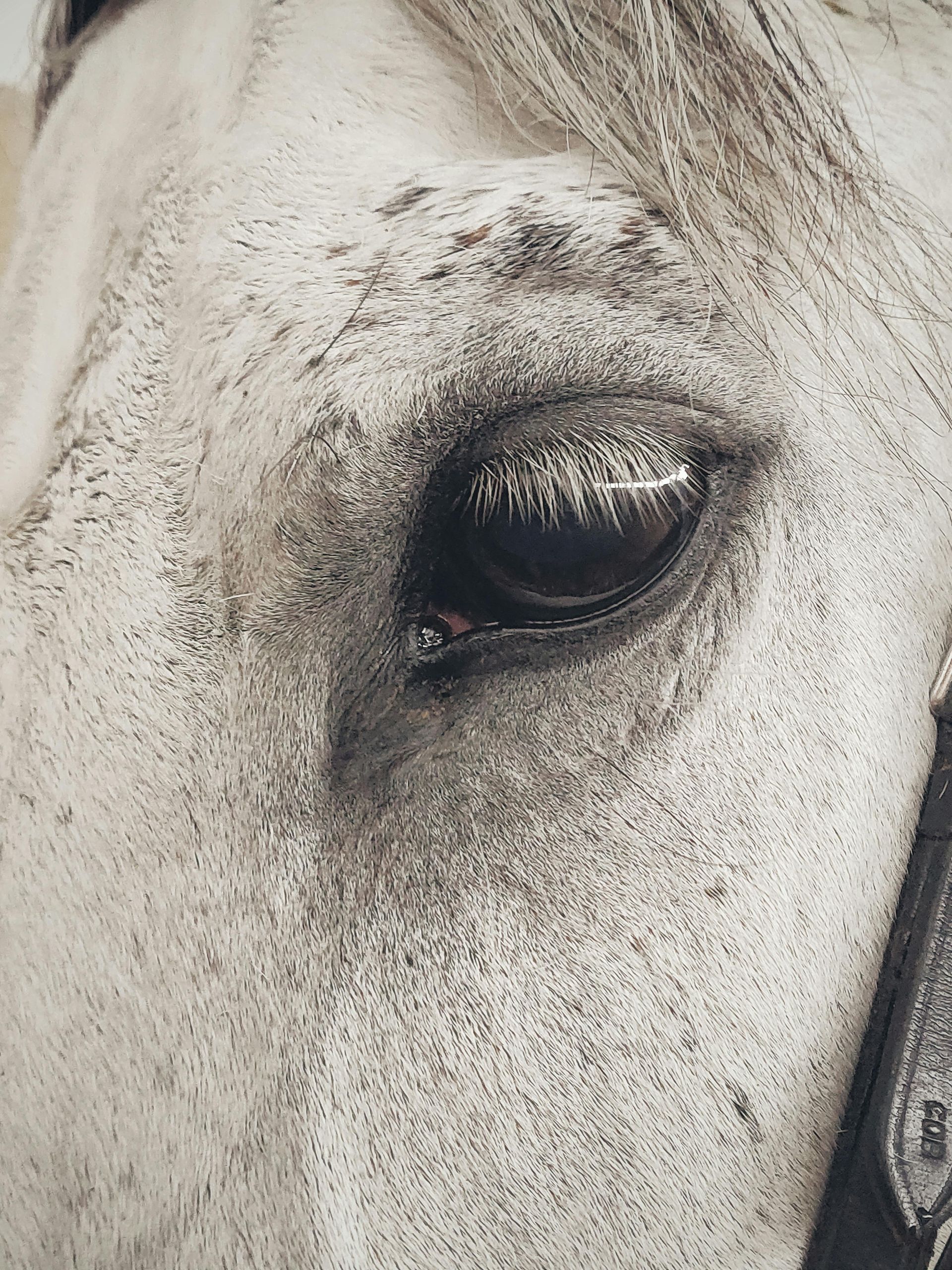 bitfitter paard