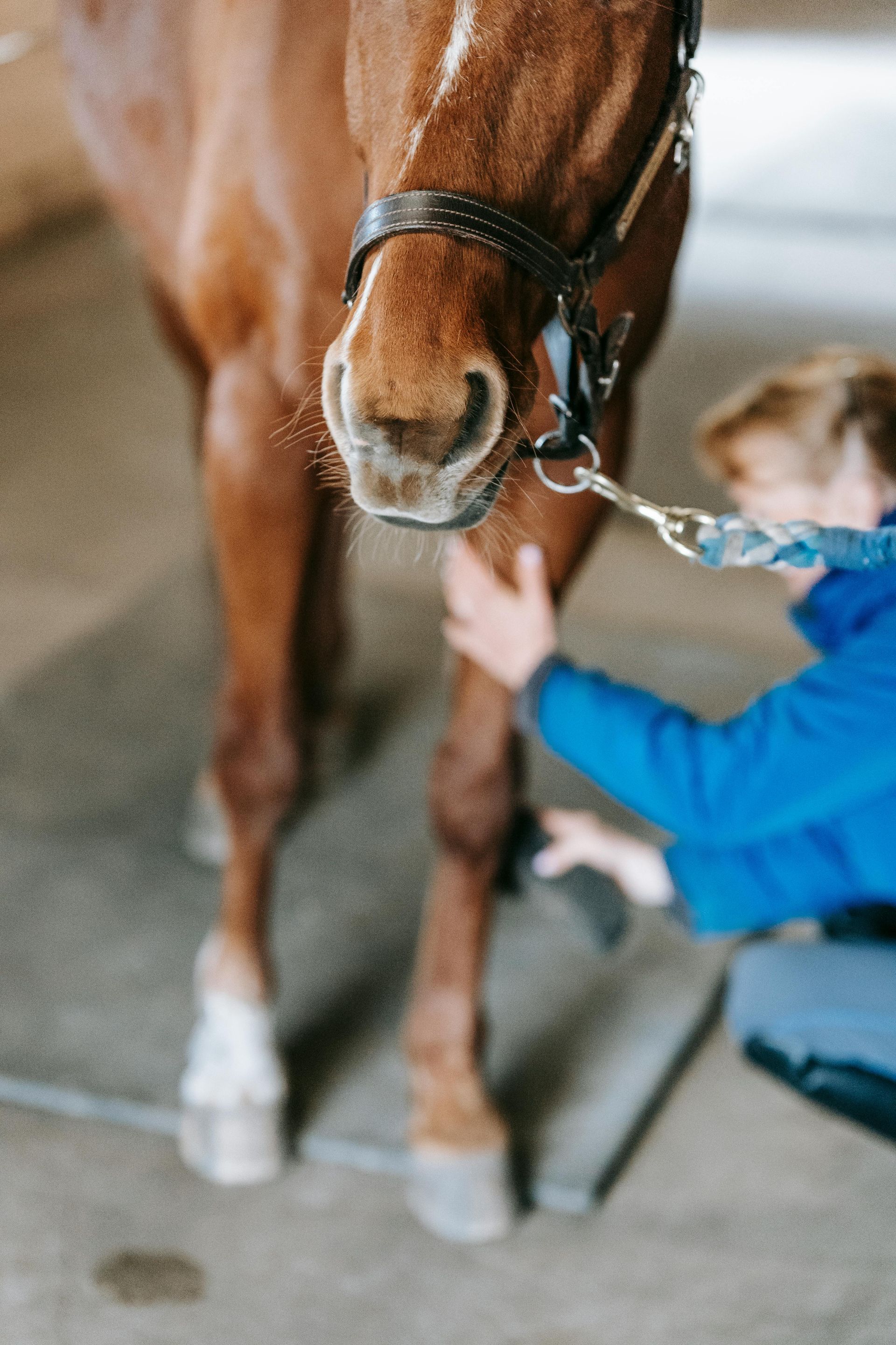fysiotherapeut paard