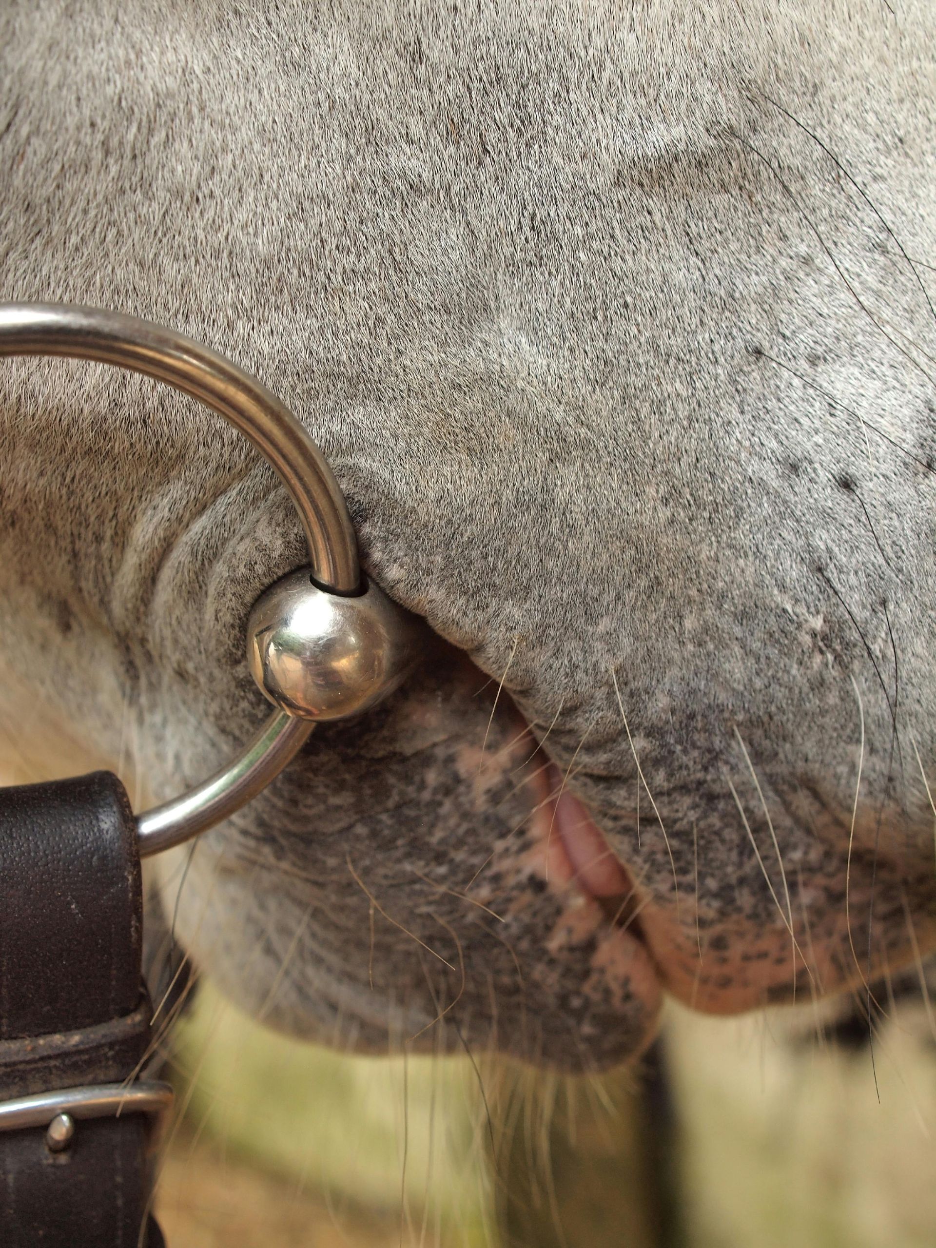 bitfitter paard
