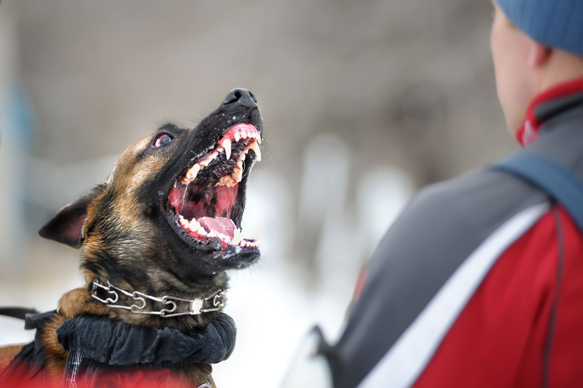 dog lunging to bite someone