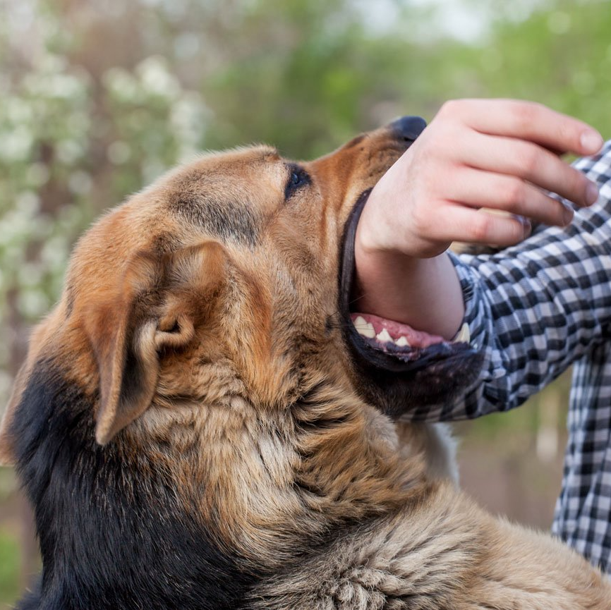 Dog gently nibbling a person’s hand outdoors, with a blurred green background