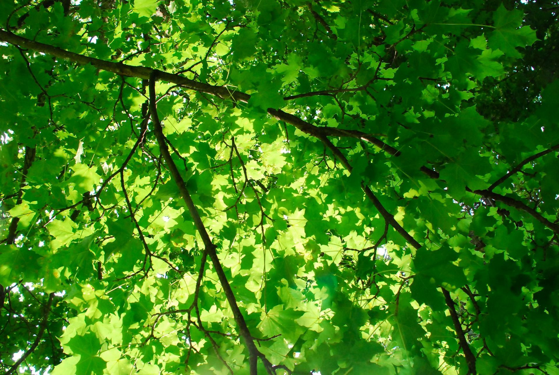 Baum im Sommer
