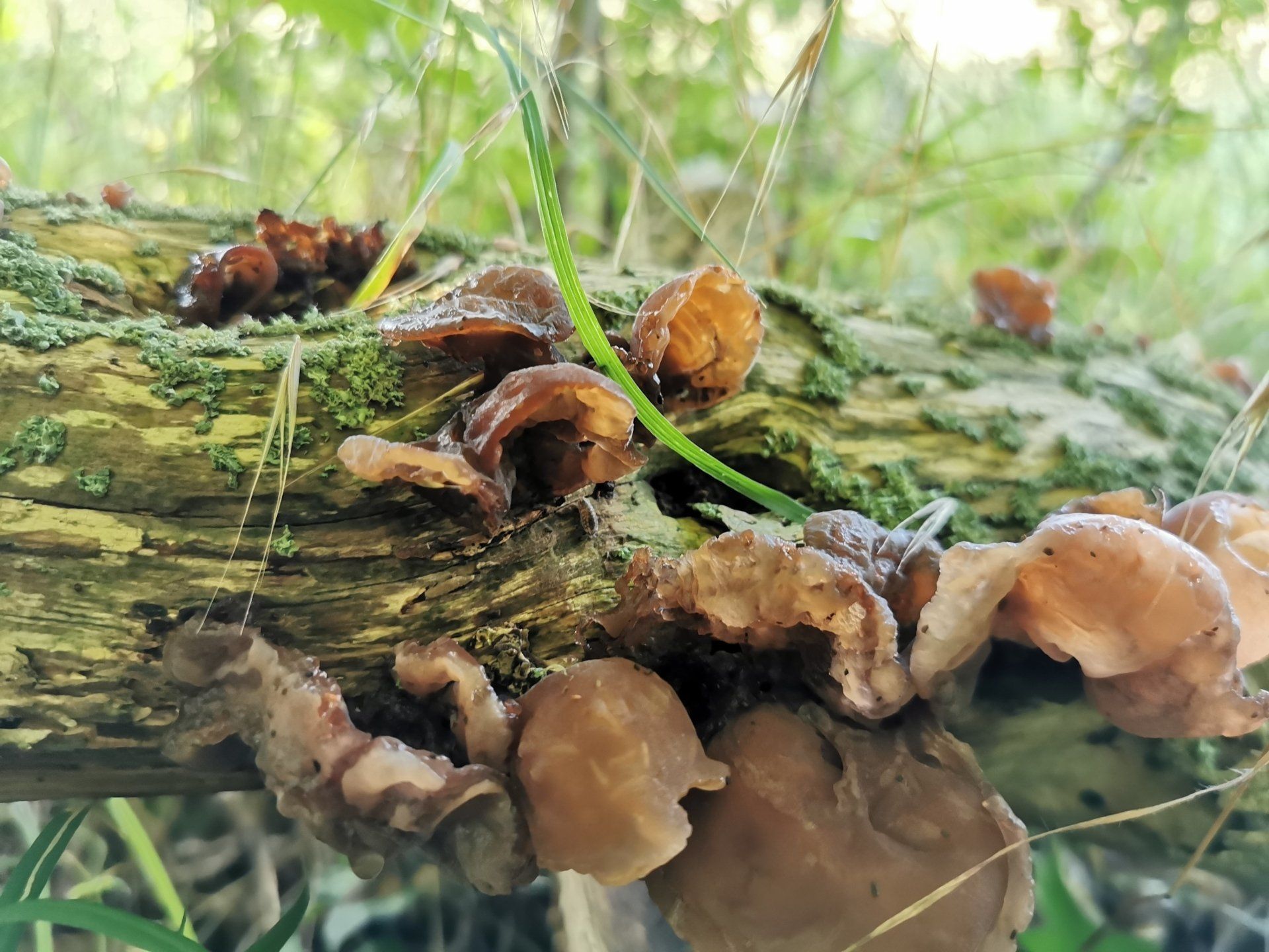 Pilze